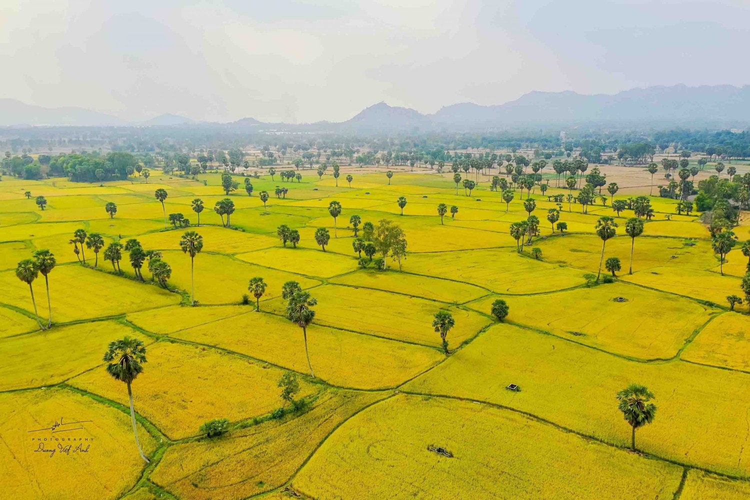 cánh đồng