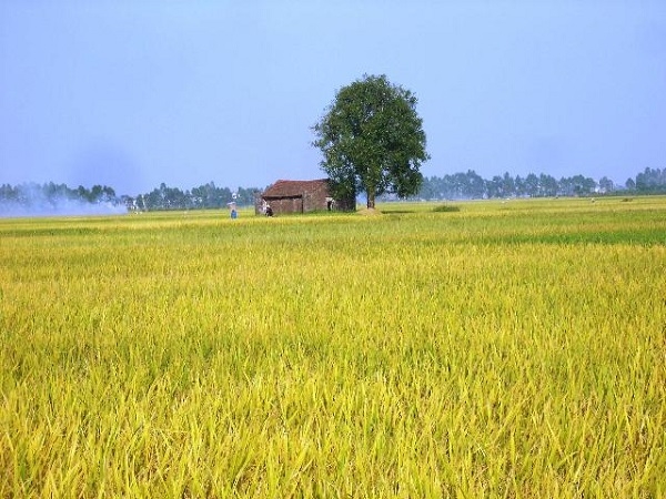 canh dong nhu tam tham khong lo 156171