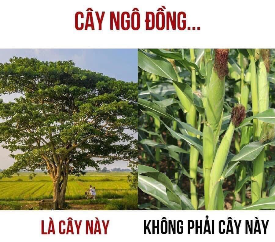 cây ngô đồng